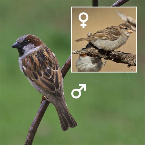 Home of the sparrow - Description of the House Sparrow. Male and female House Sparrows look similar, but males are slightly darker in color, and have a black patch on their throat. The top half of this bird’s body is dark brown with black mottling, and its underside is lighter tan. Its beak is short and thick to better crack open seeds.